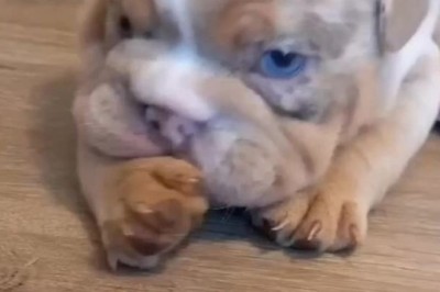 Tiny Tumbleweed Terrorizes the Wild West: Hilarious Small Prairie Puppy Shenanigans!