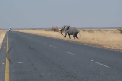 Trunk Traffic: When an Elephant Decides to Hit the Road!