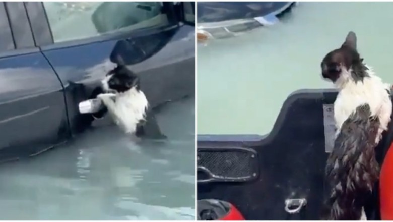 Unbelievable: Dubai's Brave Cat Defies Nature's Fury in Jaw-Dropping Tale of Survival!