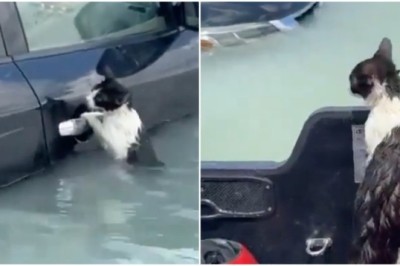 Unbelievable: Dubai's Brave Cat Defies Nature's Fury in Jaw-Dropping Tale of Survival!