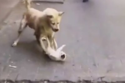 Unexpected Paw-sitivity: Street Dog and Cat Engage in Hilarious Playtime Showdown!