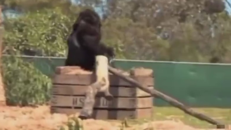 Watch Out! Hilarious Hijinks Ensue as Gharila the Gorilla Takes the Wheel of a Bicycle!