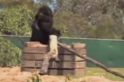 Watch Out! Hilarious Hijinks Ensue as Gharila the Gorilla Takes the Wheel of a Bicycle!
