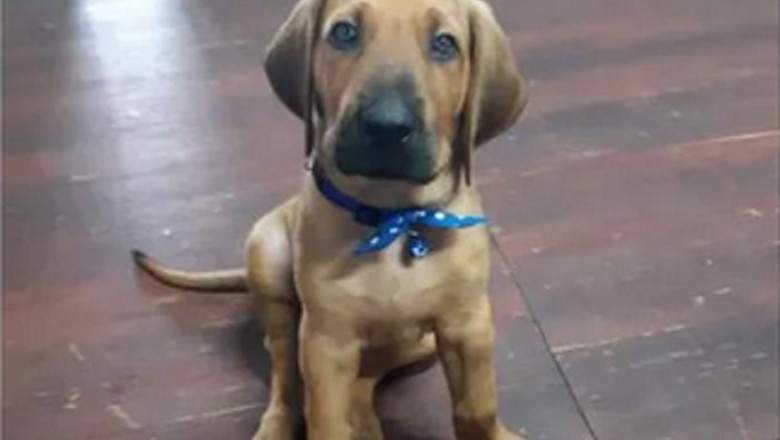 The Incredible Tale of Bun: From Tiny Puppy to Gigantic Dog in Just Six Months!