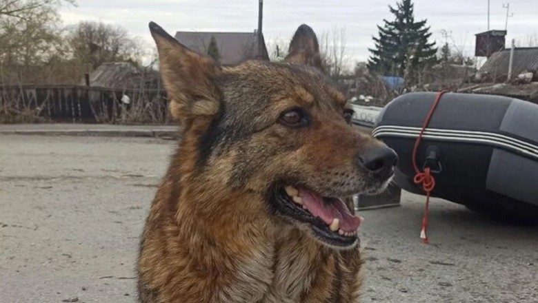 The Unbreakable Bond: A Dog's Tale of Loyalty and Resilience in Kurgan