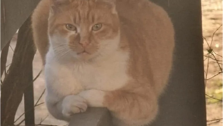 The Unstoppable Kitten: Meet the Cat Who Refuses to Grow Up!