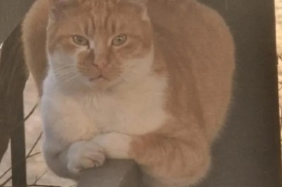 The Unstoppable Kitten: Meet the Cat Who Refuses to Grow Up!