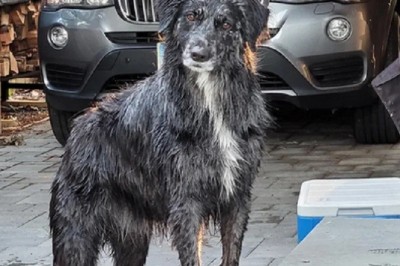 Unveiling Oliver: The Extraordinary Journey of an Unconventional Labrador