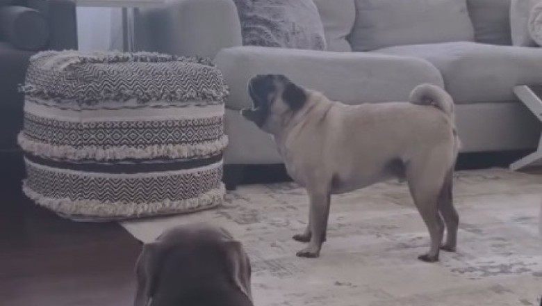 Yeehaw! Dog Goes Full Cowboy with Hilarious Western Bark!