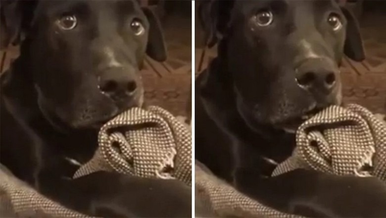 The Heartwarming Tale of Adu: A Dog's Journey to Fatherhood