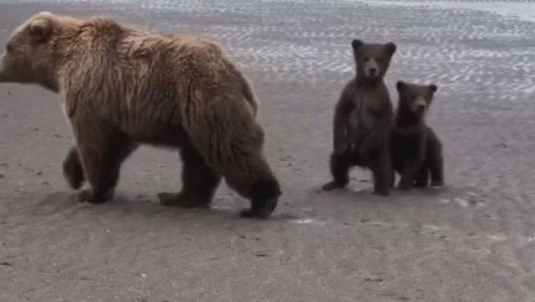 Bear-y Funny Family: Hilarious Antics of Mama Bear and her Two Cubs!