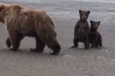 Bear-y Funny Family: Hilarious Antics of Mama Bear and her Two Cubs!