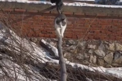 Cats Attempt the Most Impossible Challenge! Watch Their Hilarious Antics!