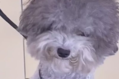 Hilarious Dog Gives Barber Shop a Ruff Time!