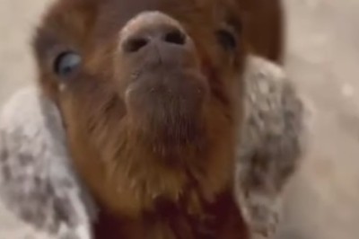 Hilarious Hijinks: Capricorn's Comedy Show Will Leave You in Stitches!