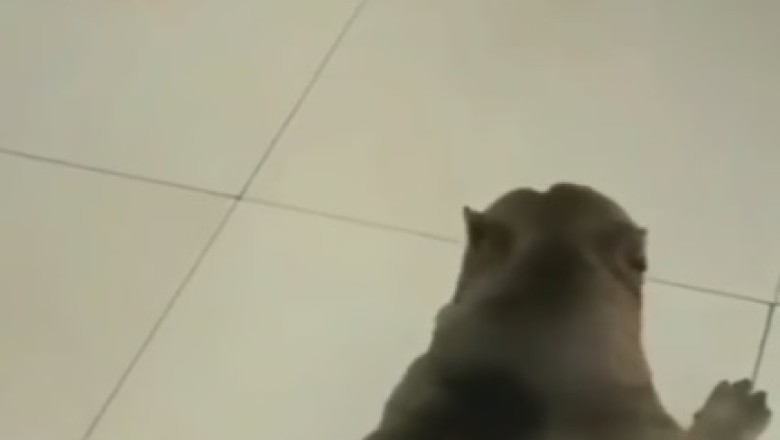 Prepare to LOL: The Ultimate Collection of Funny Cat Videos!