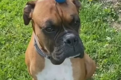 Unlikely Duo: Dog and Bird Take Internet by Storm!