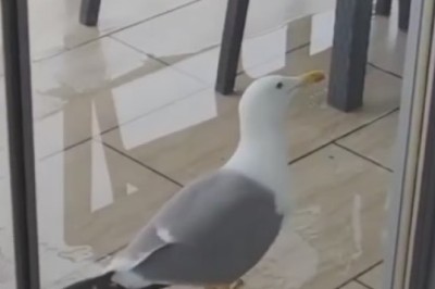 Watch This Hilarious Moment When a Flying Bird Demands Room Service!