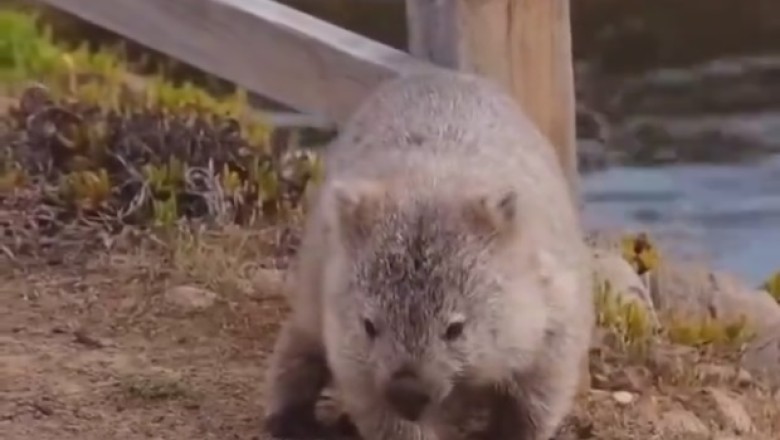Adorable Animal's Hilarious Search for a Forever Home!