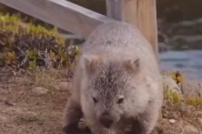 Adorable Animal's Hilarious Search for a Forever Home!