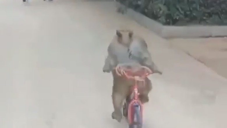 Bike Thief Monkey Strikes Again!