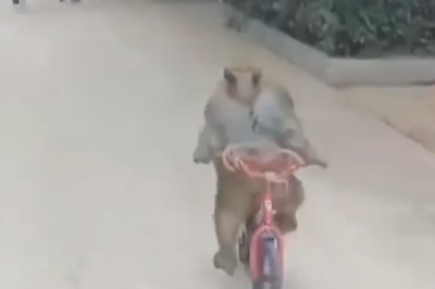 Bike Thief Monkey Strikes Again!