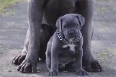 Heartwarming Moments: Dog and Her Adorable Puppy!