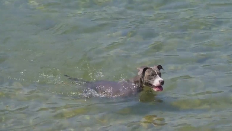 Hilarious Moment as a Dog Emerges from the River - You Won't Believe What Happens Next!