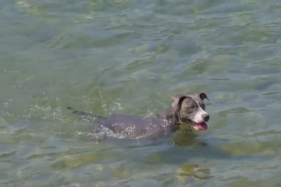 Hilarious Moment as a Dog Emerges from the River - You Won't Believe What Happens Next!
