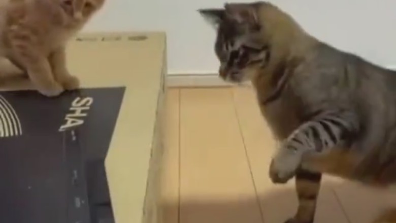 Hilarious Showdown: Two Cats Battle a DVD Player!