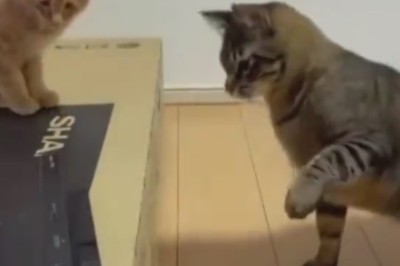Hilarious Showdown: Two Cats Battle a DVD Player!