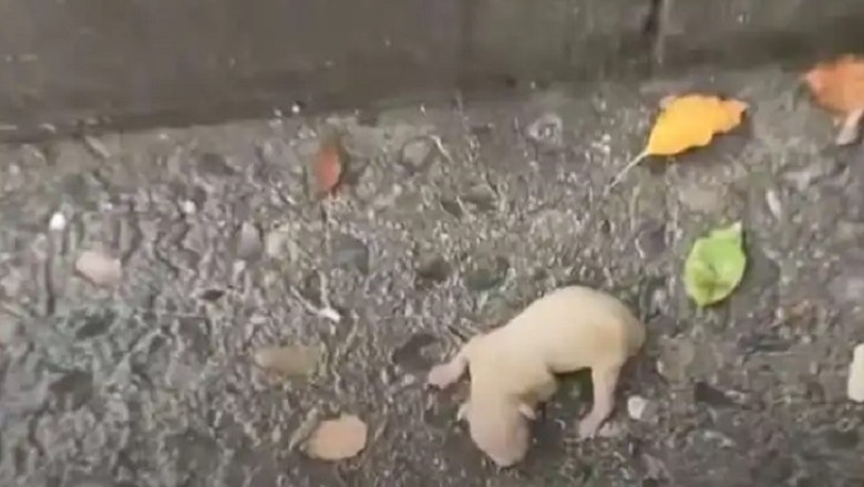 Miraculous Rescue: Newborn Puppy Found Crying in Rain