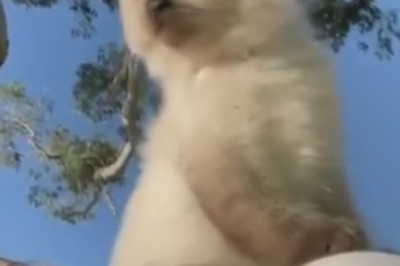 Pawsitively Purrfect: Meet the Adorable Cat Winning Hearts Everywhere in This Hilarious Video!