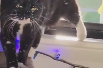 Snow Day Shenanigans with a Playful Cat!