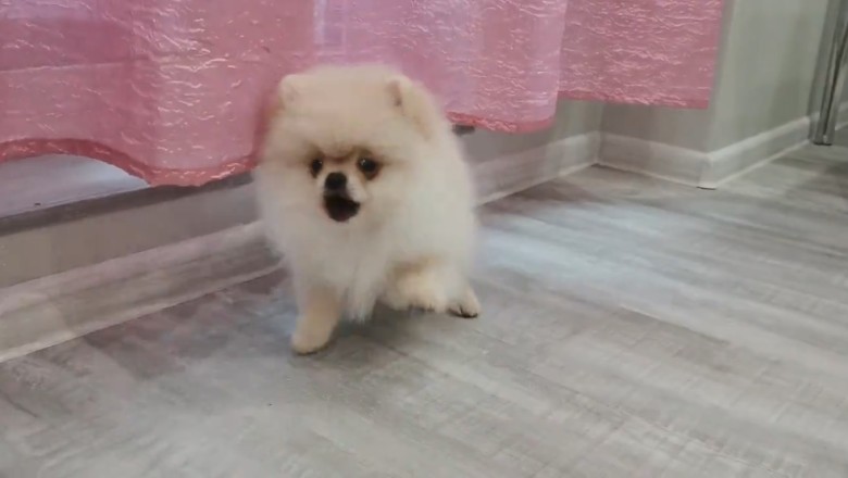 Tiny Terror: Watch the Epic Battle of a Ferocious Little Dog!