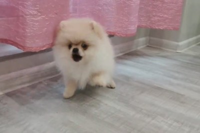 Tiny Terror: Watch the Epic Battle of a Ferocious Little Dog!