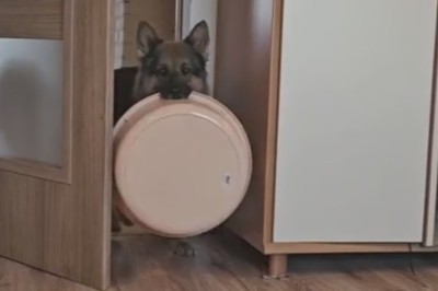 When a Sheepdog Thinks He's a House Pet!