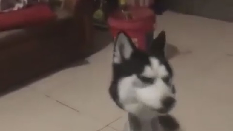 When Your Dog Decides to Go Bald: Hilarious Hairless Pup GIF!