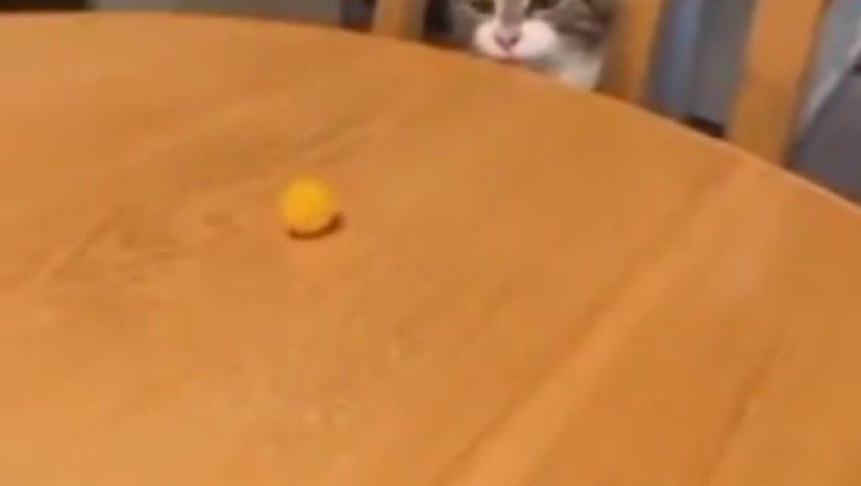 Whisker Wars: Hilarious Cat Embarks on Epic Bebunk Battle in Side-Splitting Video!
