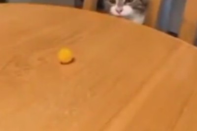 Whisker Wars: Hilarious Cat Embarks on Epic Bebunk Battle in Side-Splitting Video!