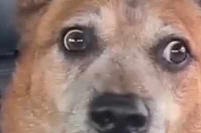 Woof-tastic Wonder: The Hilariously Surprised Dog That Will Have You Howling with Laughter!