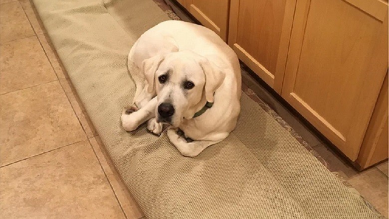 Heartfelt Reunion: The Emotional Journey of Tucker and His Beloved Rug