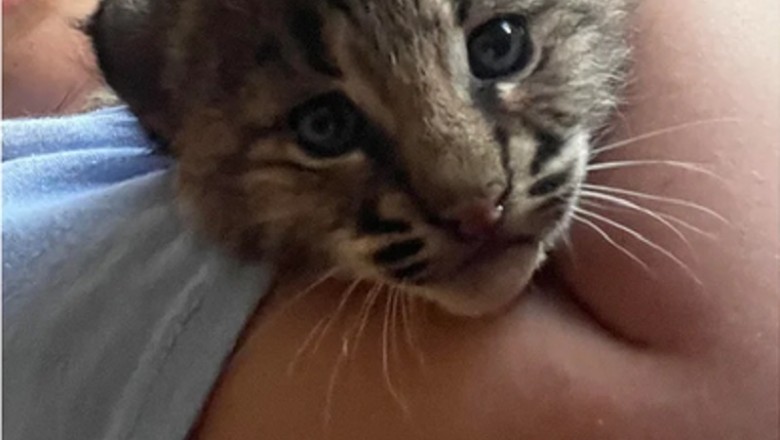 Unbelievable Rescue: Family Saves Kitten on Highway, Discovers It's a Wild Lynx!
