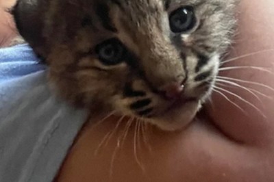 Unbelievable Rescue: Family Saves Kitten on Highway, Discovers It's a Wild Lynx!
