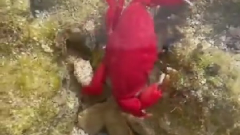 Daring Dives with the Red Sea Scorpion: Underwater Adventures Gone WILD!