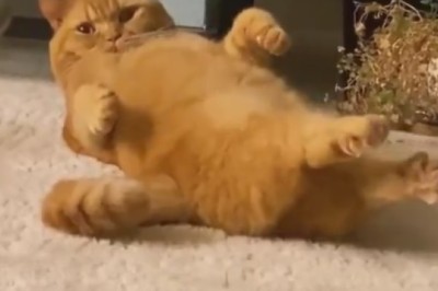 Hilarious Cat Yoga Fail Caught on Camera!