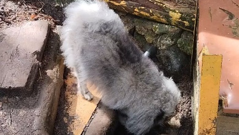 Paws and Discover: When Fido Unravels the Mystery in the Hut!