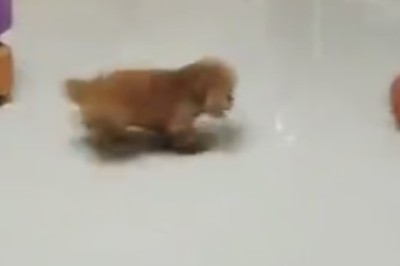 Pawsitively Paw-some! Double Trouble: Two Dogs Go Fetch-Crazy With a Ball!