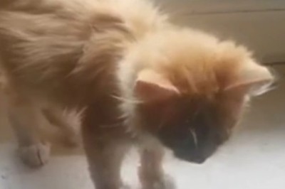 Purr-fectly Beautiful: The Tale of the Most Adorable Kitten Ever!