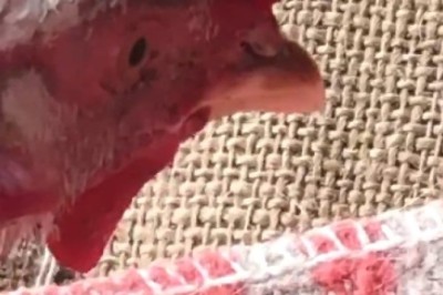 The Chicken That Laid the Best Eggs! You Won't Believe What Happened Next...